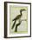 African Grey Hornbill-Georges-Louis Buffon-Framed Giclee Print