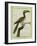 African Grey Hornbill-Georges-Louis Buffon-Framed Giclee Print