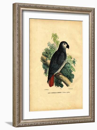 African Grey Parrot, 1863-79-Raimundo Petraroja-Framed Giclee Print