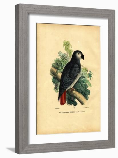 African Grey Parrot, 1863-79-Raimundo Petraroja-Framed Giclee Print