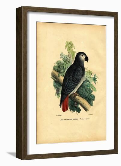 African Grey Parrot, 1863-79-Raimundo Petraroja-Framed Giclee Print