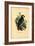 African Grey Parrot, 1863-79-Raimundo Petraroja-Framed Giclee Print