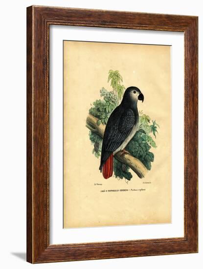 African Grey Parrot, 1863-79-Raimundo Petraroja-Framed Giclee Print