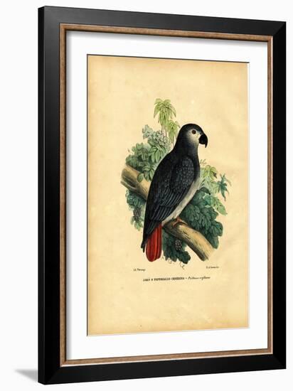 African Grey Parrot, 1863-79-Raimundo Petraroja-Framed Giclee Print