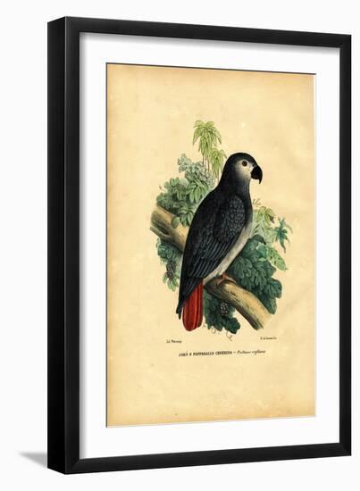 African Grey Parrot, 1863-79-Raimundo Petraroja-Framed Giclee Print