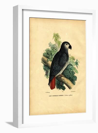 African Grey Parrot, 1863-79-Raimundo Petraroja-Framed Giclee Print