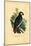 African Grey Parrot, 1863-79-Raimundo Petraroja-Mounted Giclee Print