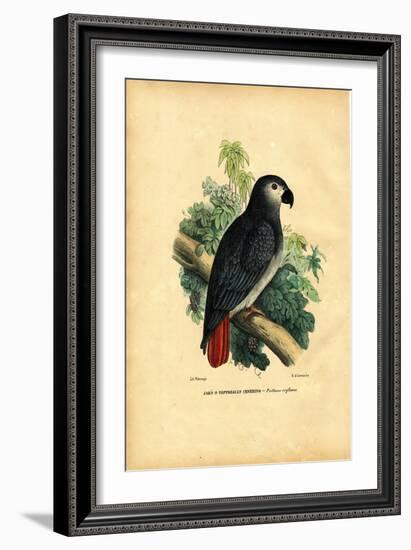 African Grey Parrot, 1863-79-Raimundo Petraroja-Framed Giclee Print