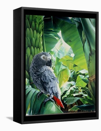 African Grey Parrot, 1990-Sandra Lawrence-Framed Premier Image Canvas