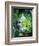 African Grey Parrot, 1990-Sandra Lawrence-Framed Giclee Print