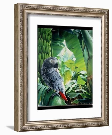 African Grey Parrot, 1990-Sandra Lawrence-Framed Giclee Print