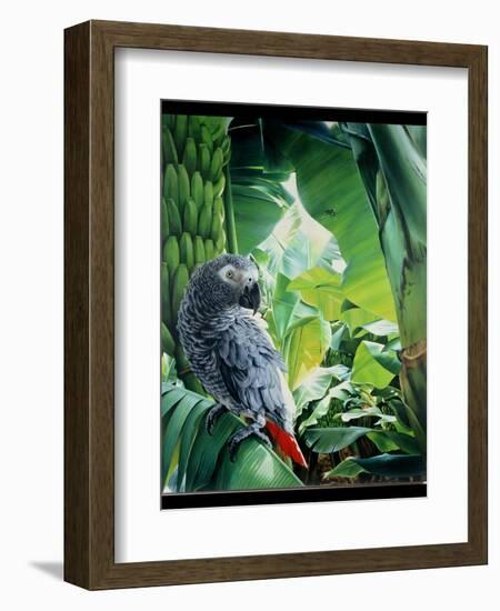 African Grey Parrot, 1990-Sandra Lawrence-Framed Giclee Print