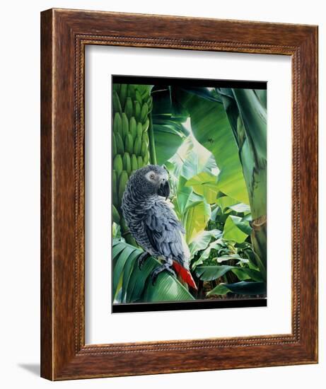 African Grey Parrot, 1990-Sandra Lawrence-Framed Giclee Print