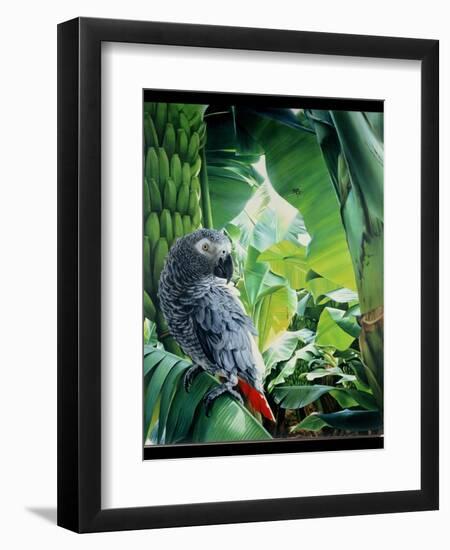 African Grey Parrot, 1990-Sandra Lawrence-Framed Giclee Print
