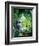 African Grey Parrot, 1990-Sandra Lawrence-Framed Giclee Print