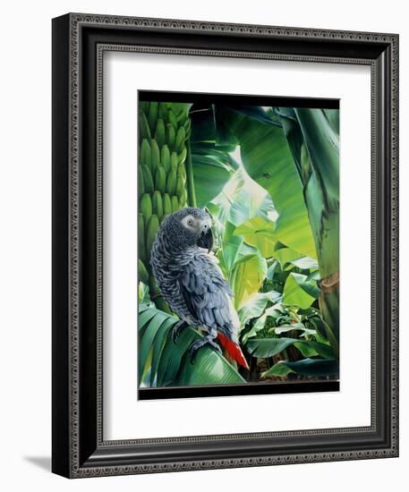 African Grey Parrot, 1990-Sandra Lawrence-Framed Giclee Print