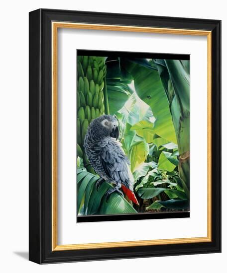 African Grey Parrot, 1990-Sandra Lawrence-Framed Giclee Print