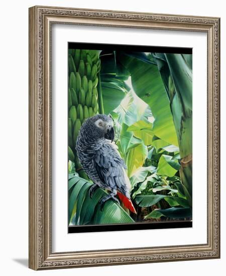 African Grey Parrot, 1990-Sandra Lawrence-Framed Giclee Print