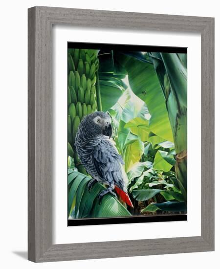 African Grey Parrot, 1990-Sandra Lawrence-Framed Giclee Print