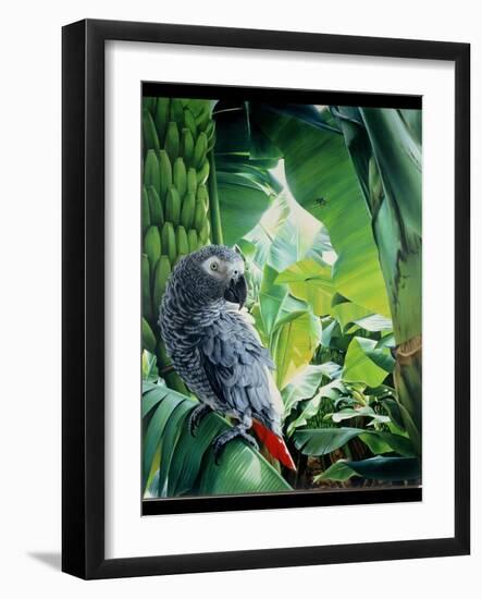 African Grey Parrot, 1990-Sandra Lawrence-Framed Giclee Print