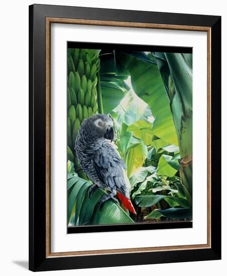 African Grey Parrot, 1990-Sandra Lawrence-Framed Giclee Print