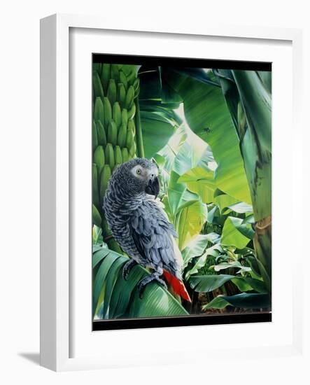 African Grey Parrot, 1990-Sandra Lawrence-Framed Giclee Print