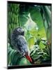African Grey Parrot, 1990-Sandra Lawrence-Mounted Giclee Print