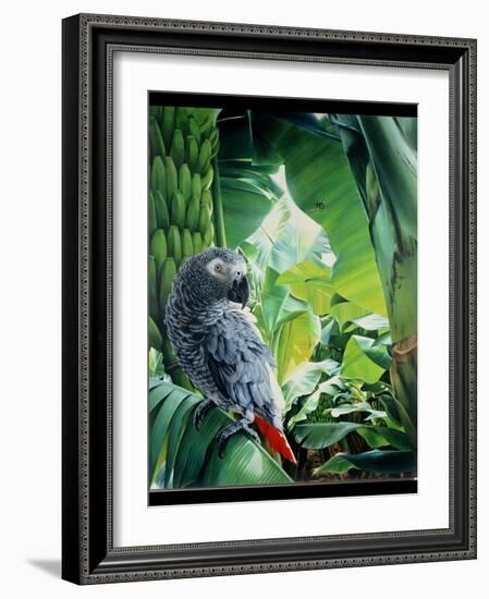 African Grey Parrot, 1990-Sandra Lawrence-Framed Giclee Print