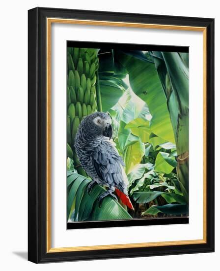 African Grey Parrot, 1990-Sandra Lawrence-Framed Giclee Print