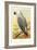 African Grey Parrot-null-Framed Art Print