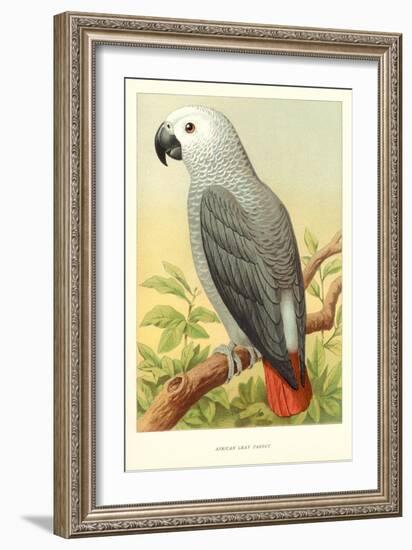 African Grey Parrot-null-Framed Art Print