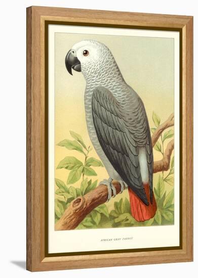 African Grey Parrot-null-Framed Stretched Canvas