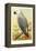 African Grey Parrot-null-Framed Stretched Canvas