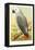 African Grey Parrot-null-Framed Stretched Canvas