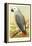 African Grey Parrot-null-Framed Stretched Canvas