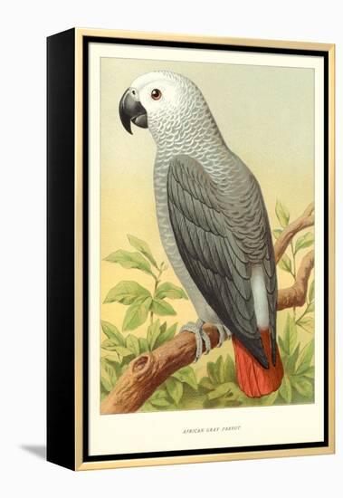 African Grey Parrot-null-Framed Stretched Canvas