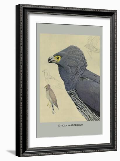 African Harrier Hawk-Louis Agassiz Fuertes-Framed Art Print