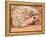 African Hedgehog, Native to Africa-David Northcott-Framed Premier Image Canvas