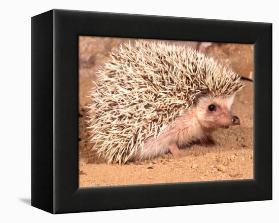 African Hedgehog, Native to Africa-David Northcott-Framed Premier Image Canvas