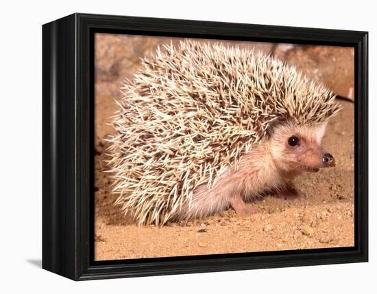 African Hedgehog, Native to Africa-David Northcott-Framed Premier Image Canvas