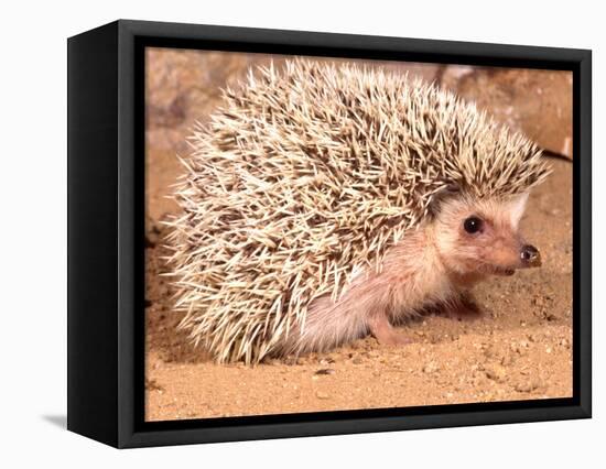 African Hedgehog, Native to Africa-David Northcott-Framed Premier Image Canvas
