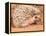 African Hedgehog, Native to Africa-David Northcott-Framed Premier Image Canvas