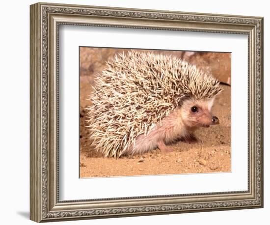 African Hedgehog, Native to Africa-David Northcott-Framed Photographic Print