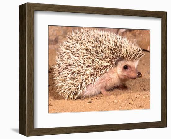 African Hedgehog, Native to Africa-David Northcott-Framed Photographic Print