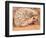 African Hedgehog, Native to Africa-David Northcott-Framed Photographic Print