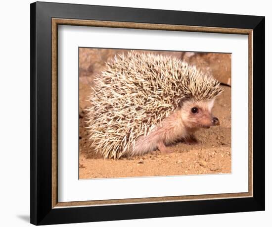 African Hedgehog, Native to Africa-David Northcott-Framed Photographic Print