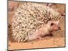 African Hedgehog, Native to Africa-David Northcott-Mounted Photographic Print
