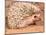 African Hedgehog, Native to Africa-David Northcott-Mounted Photographic Print