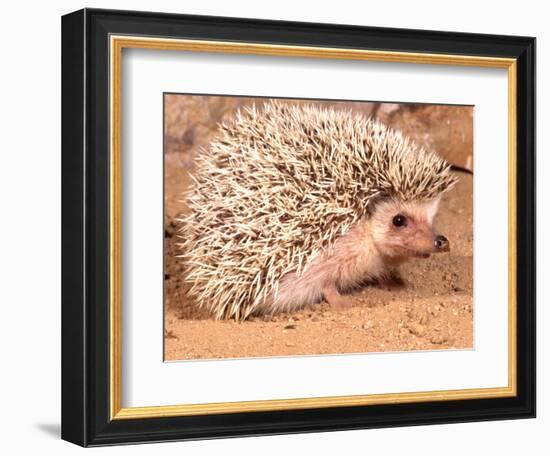 African Hedgehog, Native to Africa-David Northcott-Framed Photographic Print