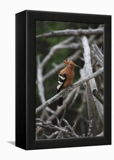 African Hoopoe 01-Bob Langrish-Framed Premier Image Canvas